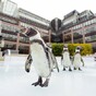It's Friday so here's a slideshow of penguins from around the world