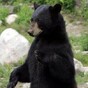 Woman fends off black bear… with a courgette