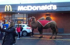 16 of the most WTF things that have ever happened in Limerick