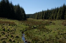 'Terrorist hide' containing explosive items uncovered in Antrim forest