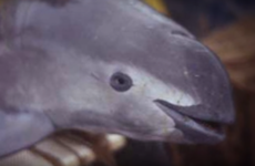 Mexico is struggling to save the world's smallest porpoise