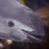Mexico is struggling to save the world's smallest porpoise