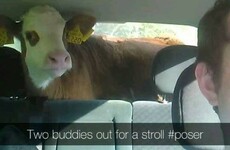 This Monaghan lad took his new calf home from the market in the back of his car