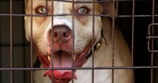FactCheck: Are restricted dog breeds inherently more dangerous than all the rest?