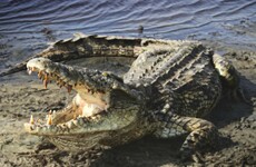 Crocodiles known to prey on humans discovered in Florida - 6,000 miles from usual habitat
