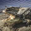 Crocodiles known to prey on humans discovered in Florida - 6,000 miles from usual habitat