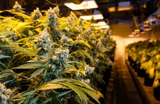 Man charged with "dishonestly using electricity" to grow drugs