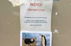 This person had the best response to a 'post no flyers' notice stuck on a wall