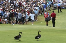 Step in the right direction as Tiger back in top 50 while Rory stays second