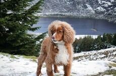 This Dublin pooch might just be the most photogenic dog on Instagram