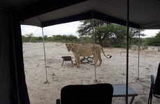These campers on safari woke up to find a bunch of lions licking water off their tent