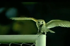 WATCH: An owl eat a rat during Colombia v. Venezuela