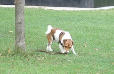 "Mammy, why is the dog allowed in the garden and we are not?"