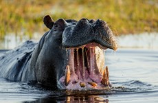 This African village is under siege by marauding killer hippos