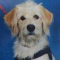 This service dog got an adorable yearbook photo right next to his human