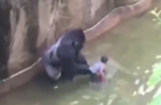 Zoo officials shoot gorilla dead after four-year-old boy falls into enclosure