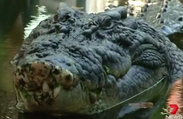 Woman feared dead after being dragged underwater by crocodile on ...