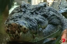 Woman feared dead after being dragged underwater by crocodile on Australian beach