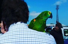 A talking parrot has been found 'hiding' in a Dublin football stadium