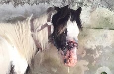 Abandoned horse left with maggot infection after headcollar embedded on its head