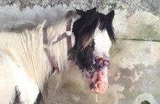 Abandoned horse left with maggot infection after headcollar embedded on its head