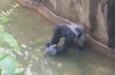 Calls for parents of four-year-old boy who fell into gorilla enclosure to be prosecuted