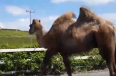 There was a camel just strolling around this Mayo village yesterday