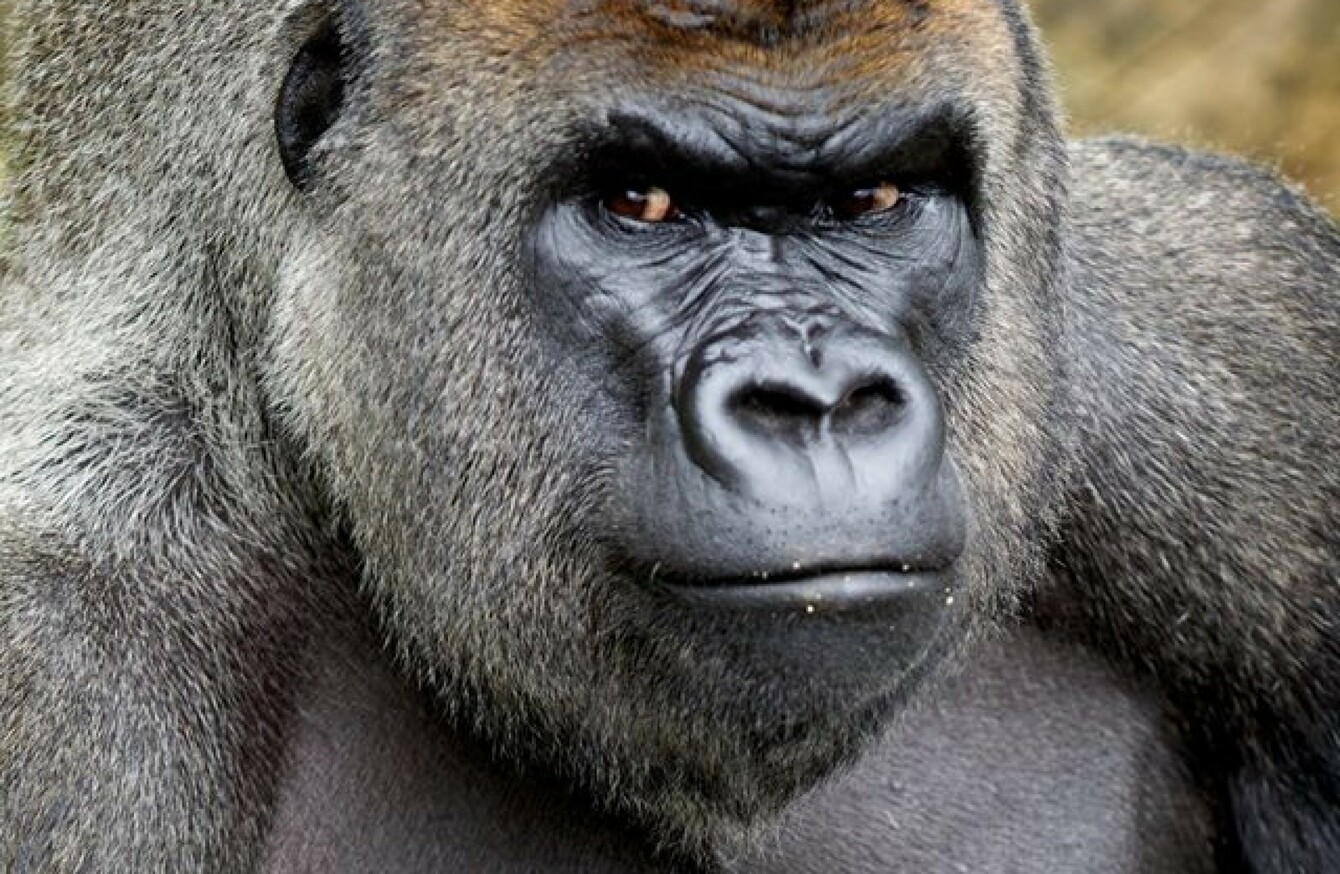 Harry, the leader of Dublin Zoo's gorilla troop, has died from an ...