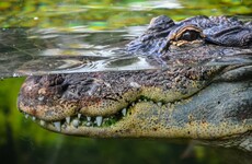 Woman dragged away by crocodile in Australia was celebrating friend's cancer treatment