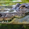 Woman dragged away by crocodile in Australia was celebrating friend's cancer treatment