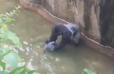 Poll: Was zoo right to shoot gorilla after boy fell into enclosure?