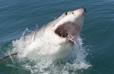 Surfer in critical condition after leg ripped off in shark attack