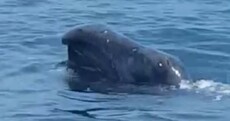 This strange-looking Arctic whale has popped up in Irish waters for the first time