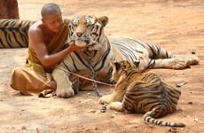 40 dead tiger cubs found in a freezer at Thai temple
