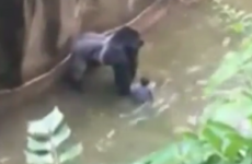 Parents in zoo killing case say their son is "doing well" and they "praise God" for his safety