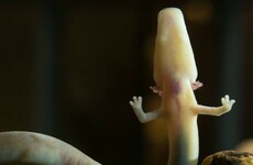 Rare "baby dragon" born in Slovenia