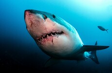Shark trapped and killed at beach where man's leg was ripped off