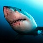 Shark trapped and killed at beach where man's leg was ripped off