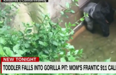 "My son fell in with the gorilla"- Police release mother's frantic 911 call from Cincinnati Zoo