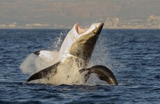 Kitesurfer has heel torn off in shark attack off Pacific tourist island