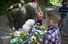 1 gorilla vs 1,000 refugees: 'The death of an animal is sad but the drowning of 1,000 people is sadder'