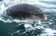 Dingle dolphin Fungie recovering from 'deep gash' in back