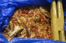 Nearly €100k worth of cannabis found hidden in dried fish
