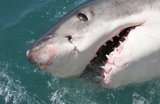 Body of woman found after suspected shark attack