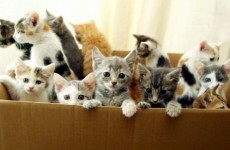 Cats outnumber prisoners at Florida penitentiary