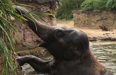 The elephants at Dublin Zoo have been cooling off in the most adorable way