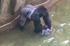 Parents of boy who fell into Cincinnati gorilla enclosure will not face charges