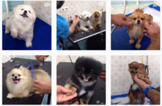 This soothing pet grooming Instagram account is a must for any dog enthusiast
