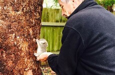 A teeny-tiny baby koala called Louise has stolen the internet's heart