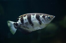 Scientists have discovered that this species of fish can recognise human faces